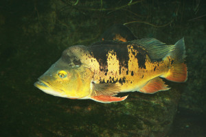 Cichla ocellaris