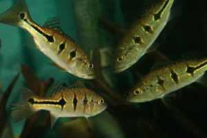 Cichla orinocensis 