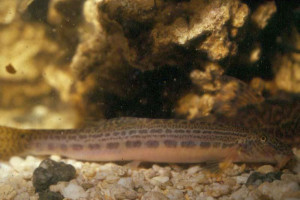 Cobitis sinensis