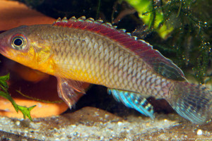 Congochromis dimidiatus