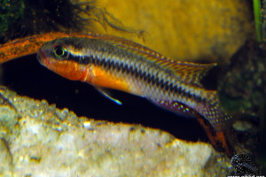 Congochromis squamiceps