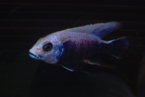 Copadichromis mloto