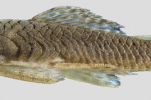 Cordylancistrus santarosensis