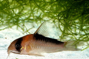 Corydoras adolfoi