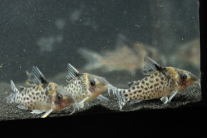 Corydoras agassizii