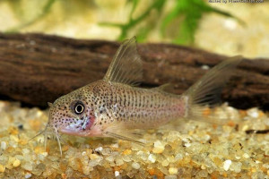 Corydoras albolineatus