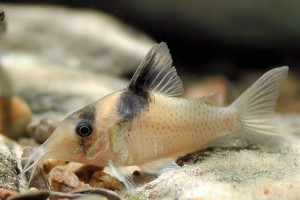 Corydoras amandajanea