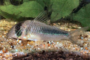 Corydoras amapaensis