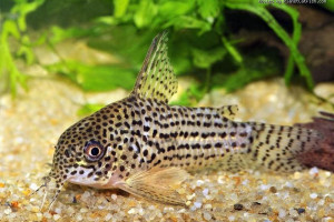 Corydoras araguaiaensis