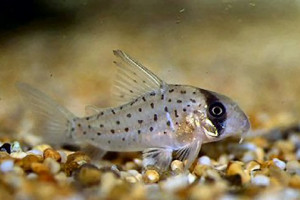 Corydoras atropersonatus
