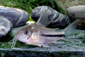 Corydoras baderi