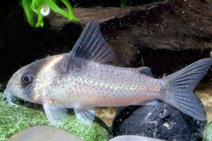 Corydoras bicolor