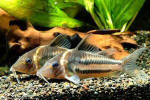 Corydoras bifasciatus