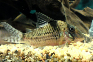 Corydoras blochi