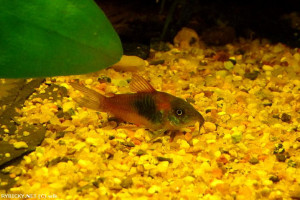 Corydoras boehlkei