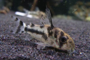 Corydoras boesemani