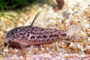 Corydoras breei