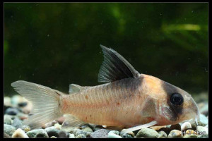 Corydoras burgessi