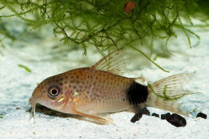 Corydoras caudimaculatus