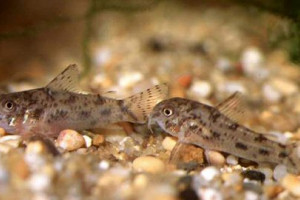 Corydoras cochui