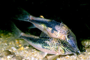 Corydoras coriatae