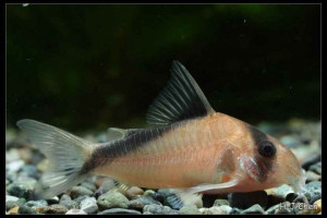 Corydoras davidsandsi