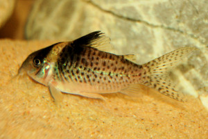 Corydoras delphax