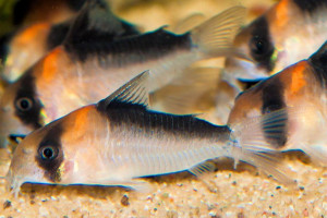 Corydoras duplicareus