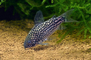 Corydoras elegans