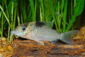 Corydoras ephippifer