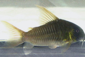 Corydoras esperanzae