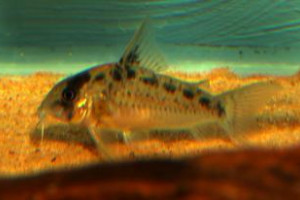 Corydoras evelynae