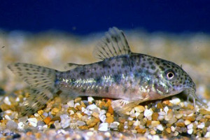 Corydoras garbei