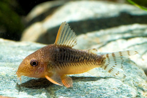 Corydoras gossei