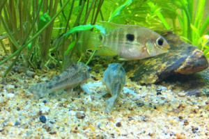 Corydoras guianensis