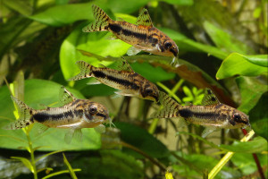 Corydoras habrosus