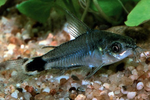 Corydoras hastatus