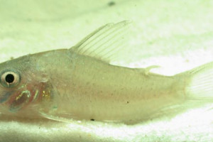 Corydoras heteromorphus