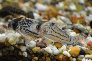 Corydoras incolicana