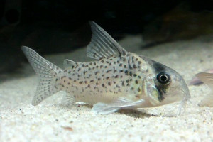 Corydoras kanei