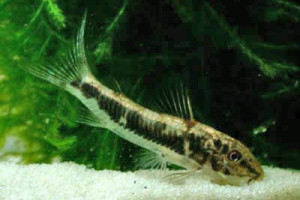 Corydoras lacerdai