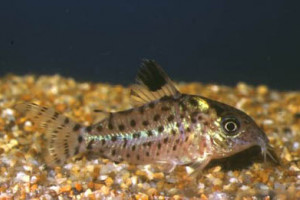 Corydoras lamberti