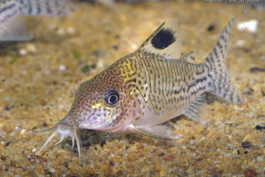 Corydoras leopardus