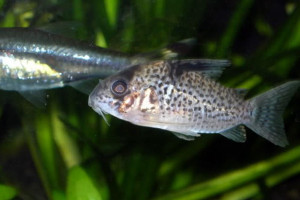 Corydoras leucomelas