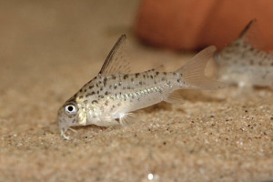 Corydoras loretoensis