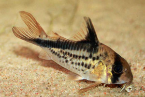 Corydoras loxozonus