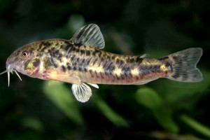 Corydoras micracanthus