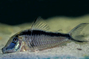 Corydoras narcissus