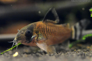 Corydoras oiapoquensis