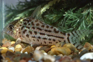 Corydoras ornatus